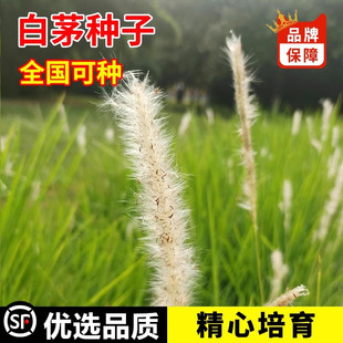 野生茅草种子 白茅根草种子 白茅草种子 白茅花丝茅花白茅根种子
