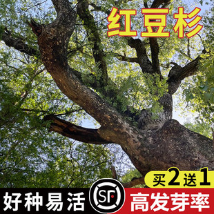 正宗中国红豆杉种子沙藏2年 南方 东北红豆杉 曼地亚红豆杉树种子