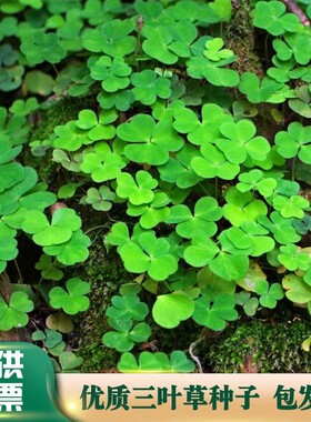 进口三叶草种子四叶草幸运草四季常青园林绿化白三叶草籽草坪籽种
