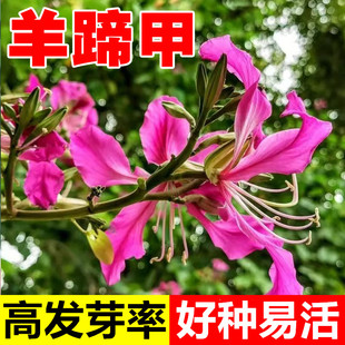 羊蹄甲种子红花洋蹄甲香港洋大花紫荆玲甲花园林庭园