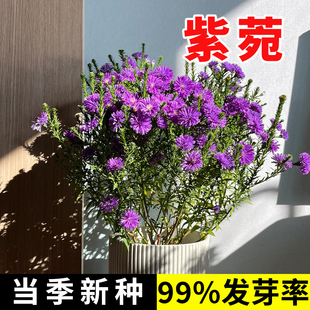 简单易活高山紫菀种子紫苑高岭紫菀菊花种子宿根花籽耐寒花种籽子