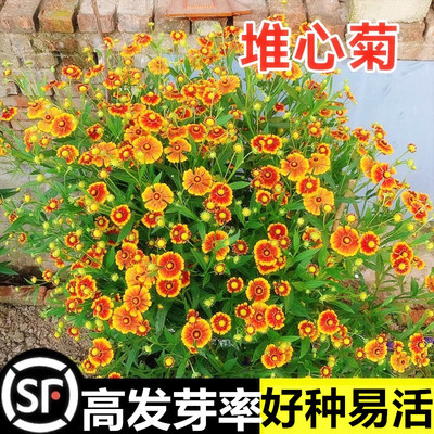 堆心菊种子花籽易种植的花籽