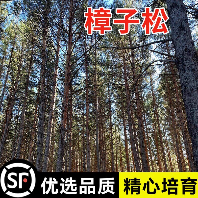 樟子松树种子抗寒松树木种籽图片