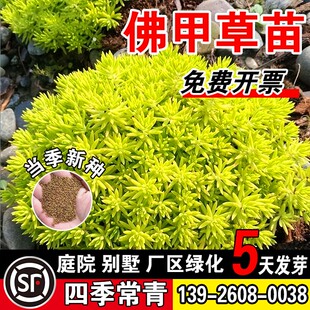 佛甲草苗草籽佛甲草草籽草坪种子耐热耐寒四季种籽楼顶屋顶绿化