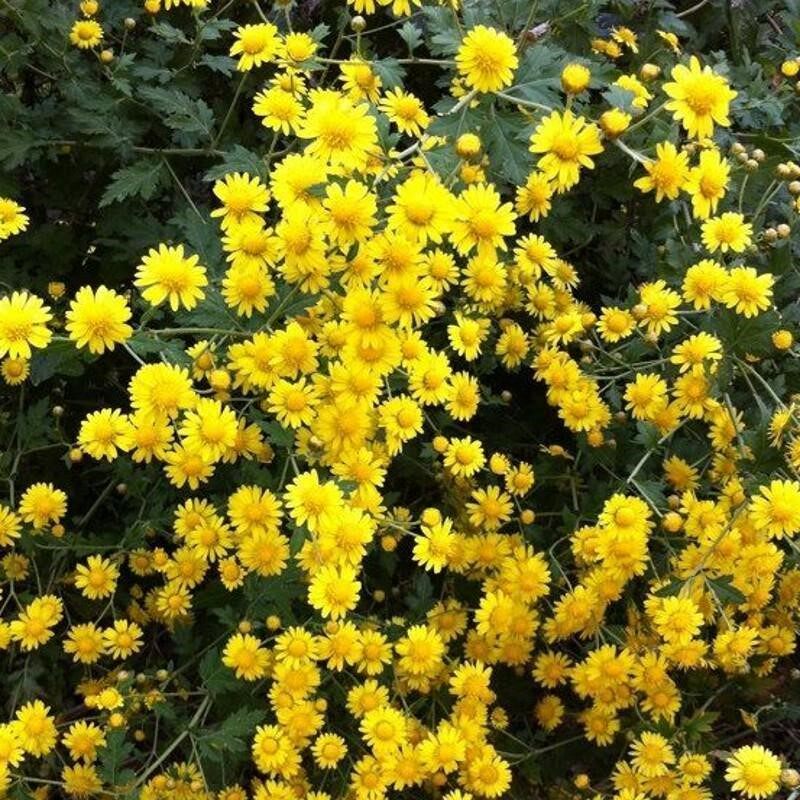 特级黄菊花种子食用泡茶贡菊庭院金丝皇菊野生杭白菊野菊花种子