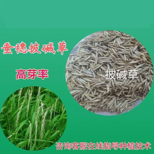 牧草籽垂穗披碱草种子四季种养牛草碱草老芒麦种子耐旱耐寒耐盐碱