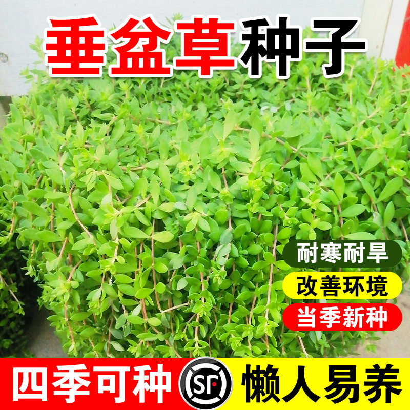 垂盆草种子多肉四季长青地被护坡花坛吊兰种子心菜种子易播包邮