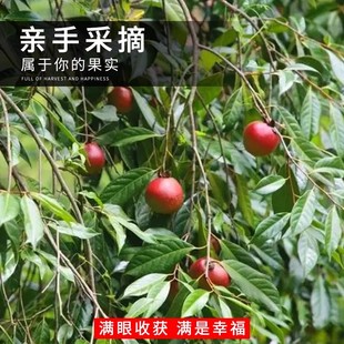 油茶种子 大果红花油茶种子  茶花山茶 茶树种子油茶树籽白花油茶