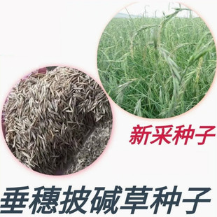 牧草籽垂穗披碱草种子四季种养牛草碱草老芒麦种子耐旱耐寒耐盐碱