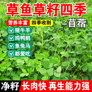 草鱼草籽四季专用草种高丹草籽四季牧草鱼草种籽玉米种植高粱