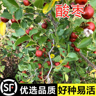 野生嫁接种籽山枣角针硬枣大红枣树硬枣枣树 新摘酸枣种子