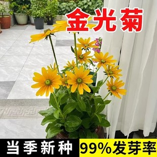 金光菊种子四季宿根黑烟苏珊易活花种冬天庭院室外盆栽种籽孑