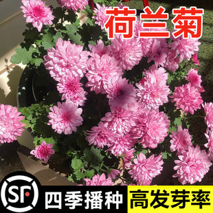 荷兰菊紫菀种子多年生宿根花卉花种子春秋播种阳台庭院耐寒花种籽