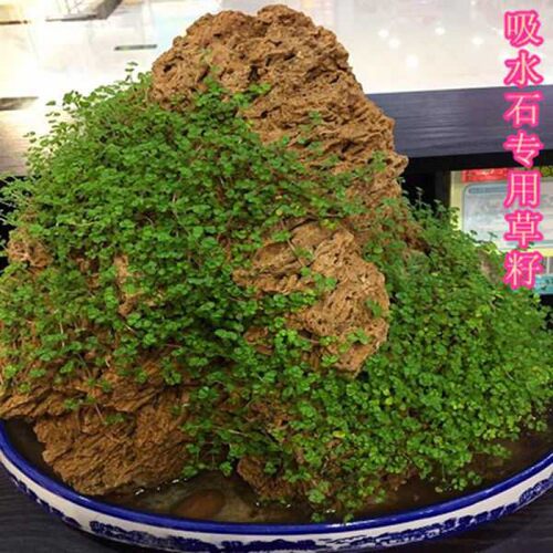 阳台家庭吸水石易活籽