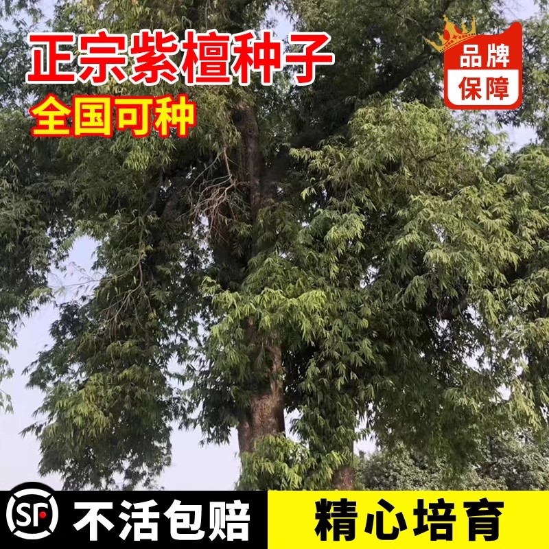 紫檀种子小叶紫檀庭院盆景树种子盆栽植物室内办公室四季常青种子