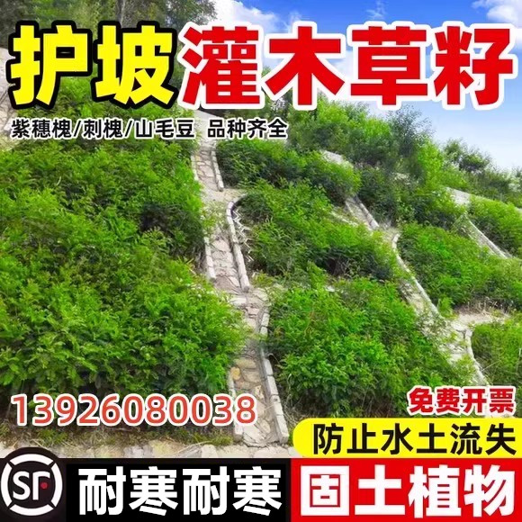 护坡草籽灌木固土复绿耐旱耐寒