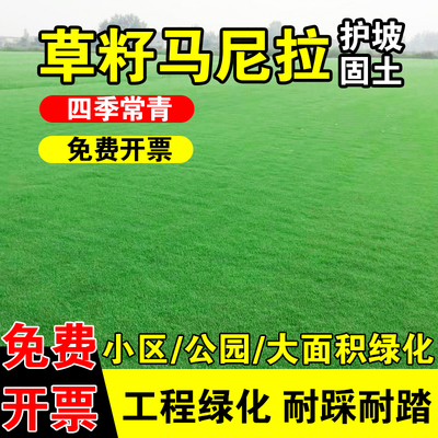草籽马尼拉免修剪草皮真草带泥土