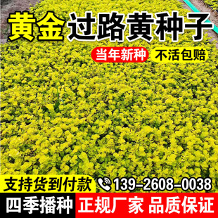 黄金过路黄种子多年生蔓性草常绿黄金串吊兰黄金佛甲草园晶草耐寒