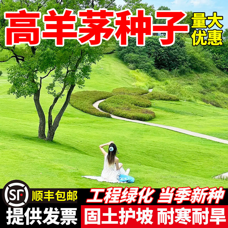 高羊茅草籽民宿露营绿化工程草坪种子耐践踏常绿植物多年生包邮