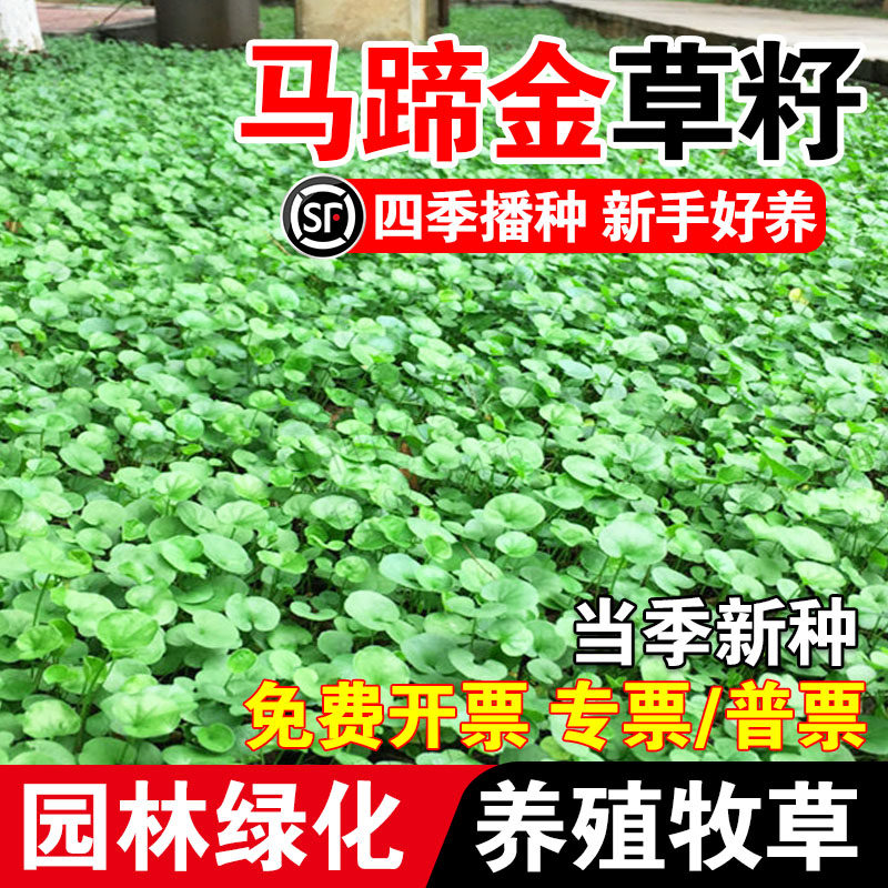 马蹄金草籽四季常青园林绿化观赏铜钱草种籽耐旱草坪草籽小金钱草
