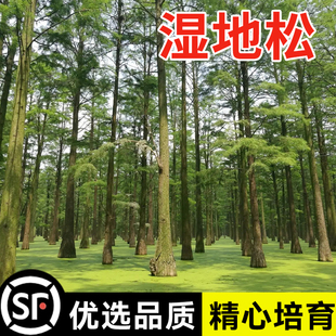 新采湿地松种子落叶松种子松树木种子水上公园绿化造林四季种植