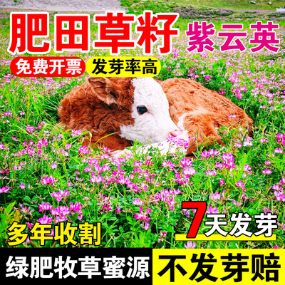 肥田草籽四季高产绿肥蜜源种子