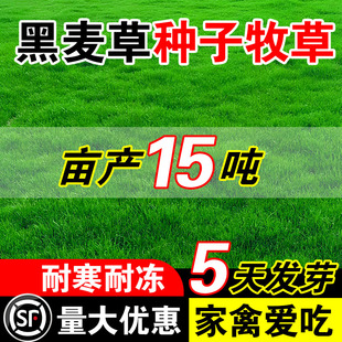 黑麦草种子牧草畜牧养殖家禽喜食高蛋白牧草草籽四季高产