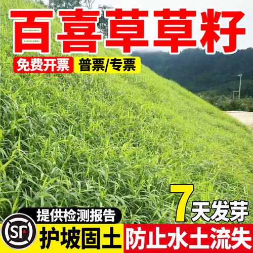 百喜草耐寒耐旱护坡绿化种