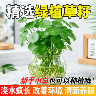 绿植草籽水培土培鱼缸造景水草植物花卉四季播种开花
