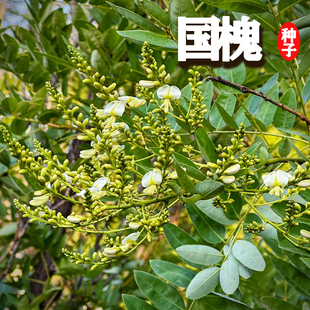 国槐种子速生国槐树种子黄花槐红花槐刺槐种子紫穗槐刺槐树籽