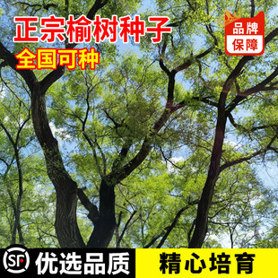 小叶榔榆种子盆景苗树苗榆树籽白榆种子种籽榆树多年生种孑四季