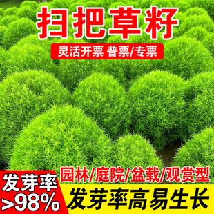 扫把草籽四季易活红绿叶地肤草扫把草籽景观园林观赏绿化