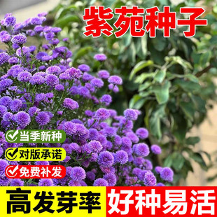高山紫菀种子紫苑菊花种籽宿根简单易活耐热耐寒四季长花期春秋播