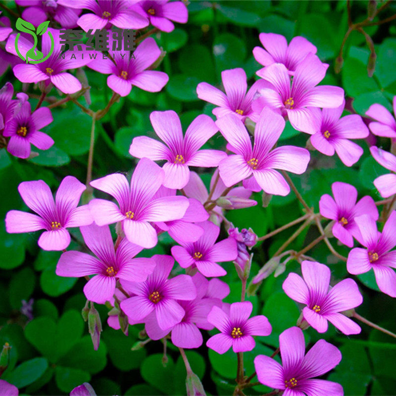 进口白三叶草籽红三叶草种净籽四季绿化种子耐寒耐旱果园绿肥草坪