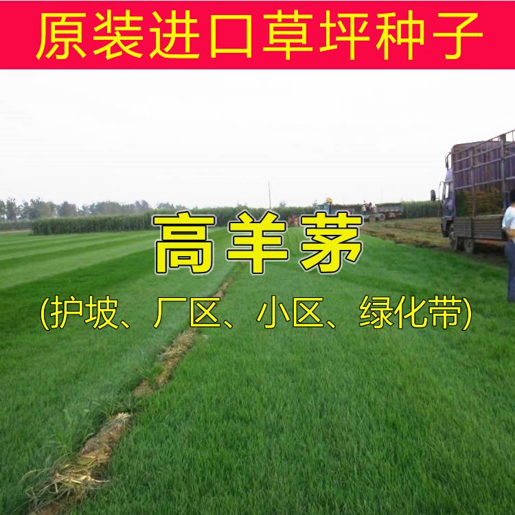 进口高羊茅草籽草坪种子护坡固土厂区庭院绿化草种子耐寒四季青