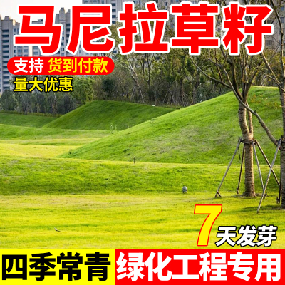 马尼拉草籽矮生免修剪护坡固土