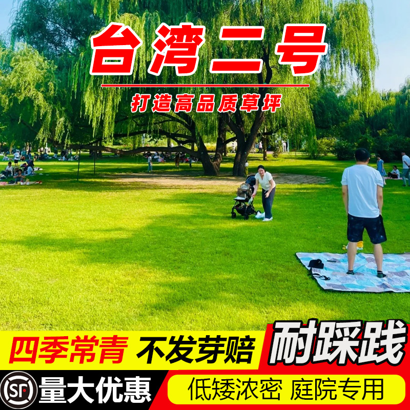 台湾青护坡固土耐旱耐高温