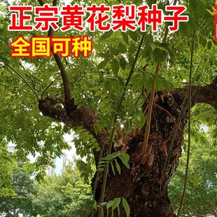 黄花梨种子正宗海南黄花梨树种子 黄檀树种籽 花梨木降香木香红木