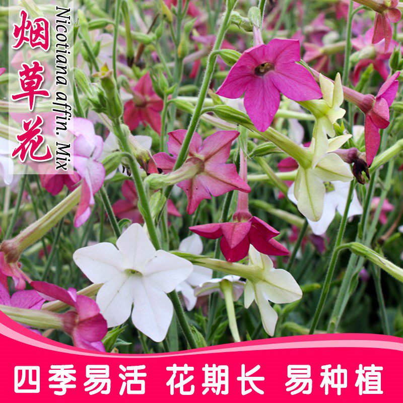 花烟草多年生宿根花卉种子四季播种庭院花海景观耐寒开花植物种籽