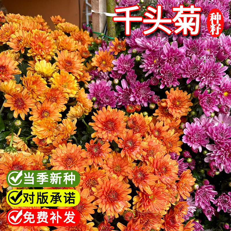 千头菊种孑混色千头菊种子球花种籽子四季播种开花翠菊小雏菊花籽