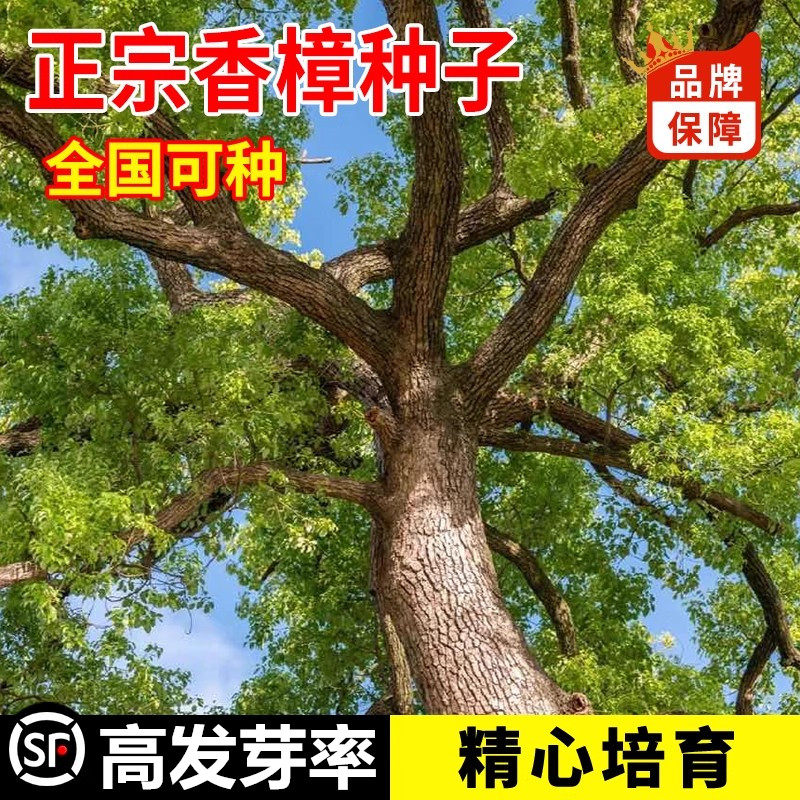 新采香樟种子大叶香樟小叶香樟籽绿化行道樟树种子四季青树种