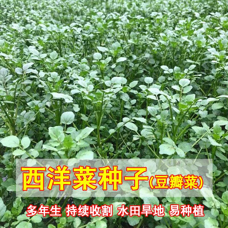 四季广东西洋菜种籽大田种植野生水生阳台易种活蔬菜籽豆瓣菜种子