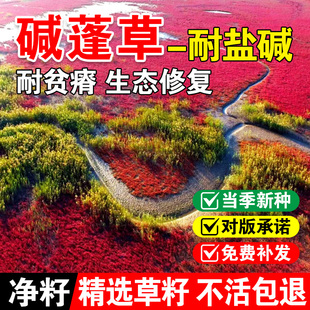 碱蓬草沙滩种植盐碱地改善沙地土壤改良耐盐碱种子植物