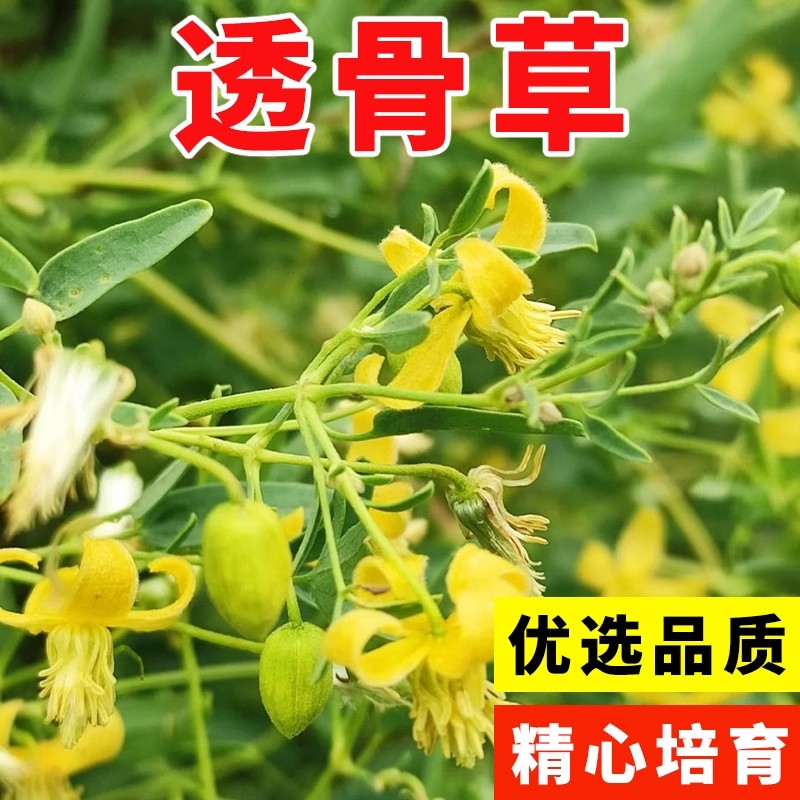 透骨草种子 珍珠透骨草籽 散装野生中药材中草药春季药材种子包邮