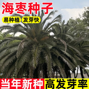 加拿利海枣树种子刺葵槟榔竹种孑手链饰品用种籽树种子海枣种籽