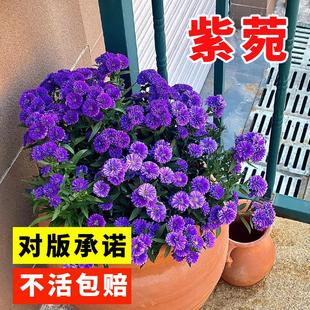 高山紫菀种子紫苑高岭紫菀菊花种子宿根简单易活花籽耐寒花种籽子