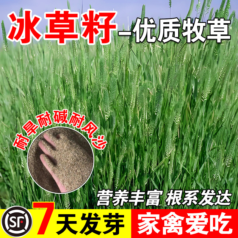 冰草籽四季高产多年生牧草种籽