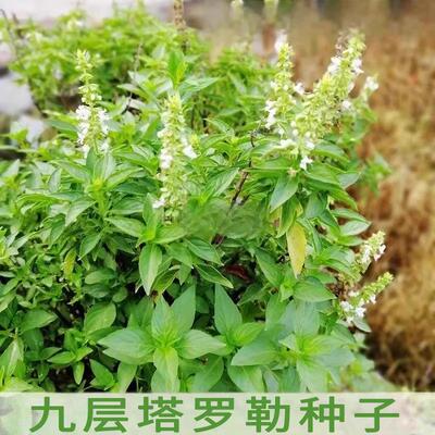 九层塔种子白花大叶罗勒盆