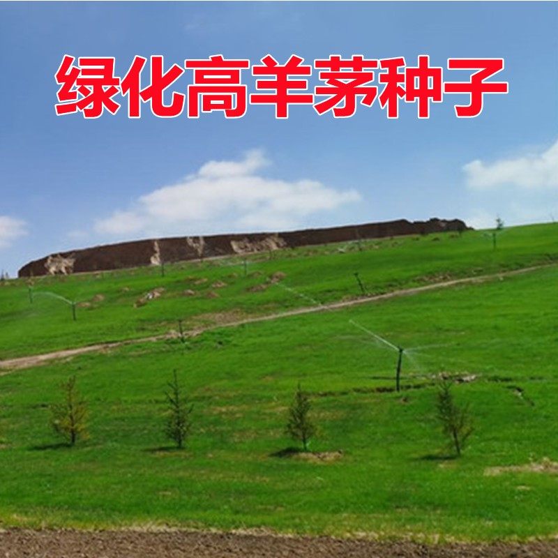 草坪种子护坡草籽四季常青绿化黑麦草高羊茅草籽耐旱庭院草种籽子