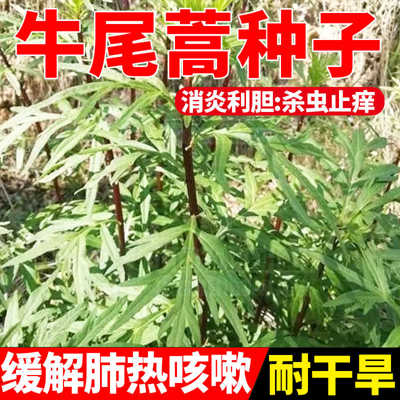 牛尾蒿种子高发芽率净籽生态绿化荒山复绿护坡固沙紫杆蒿草籽